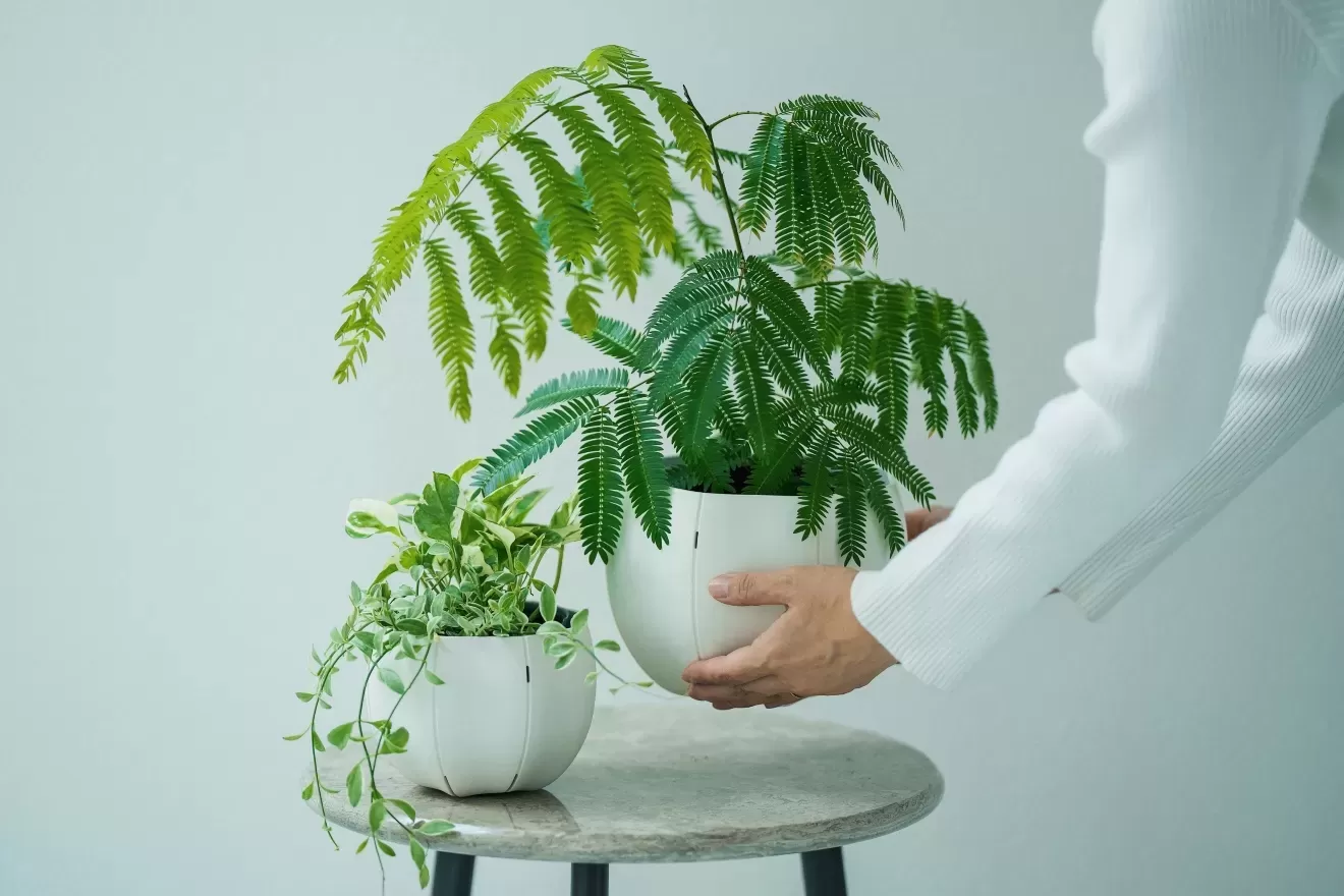 ローリーポット丸　S　WH