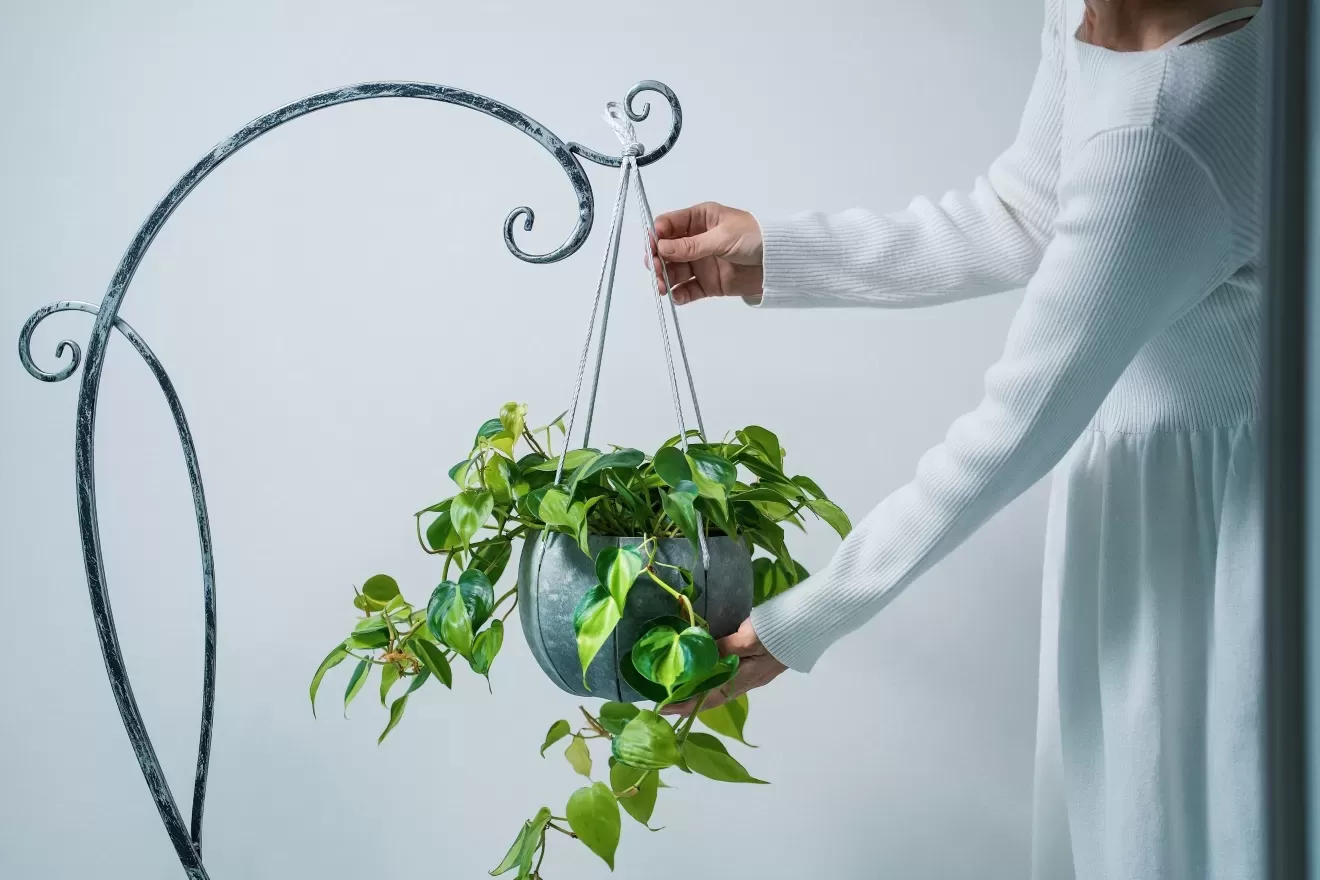 ローリーポット丸　L　BK