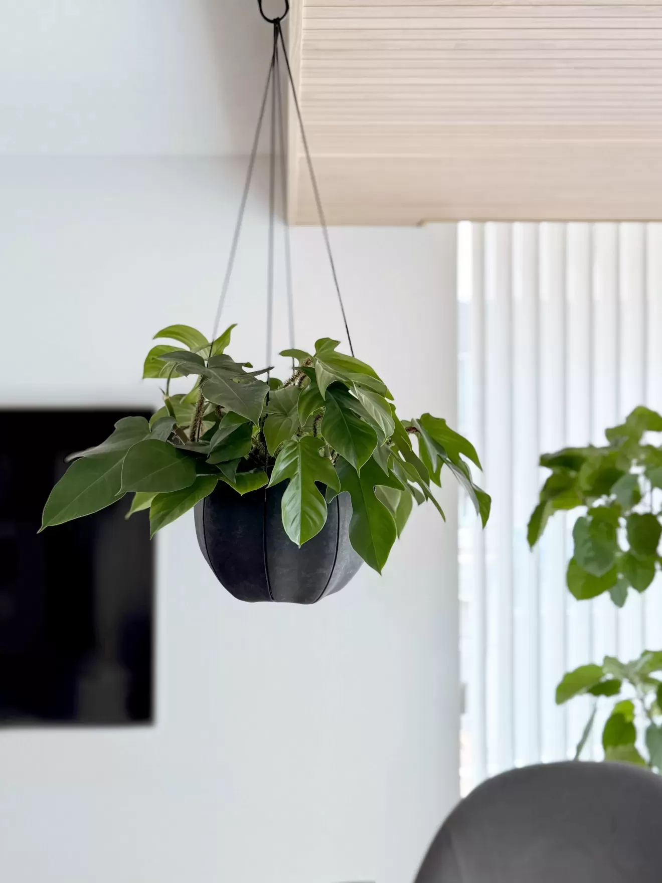 Senシリーズ専用ロープ（Sフック付き）　GY