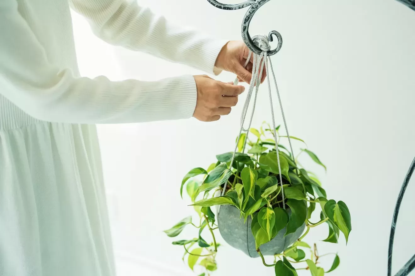 Senシリーズ専用ロープ（Sフック付き）　GY