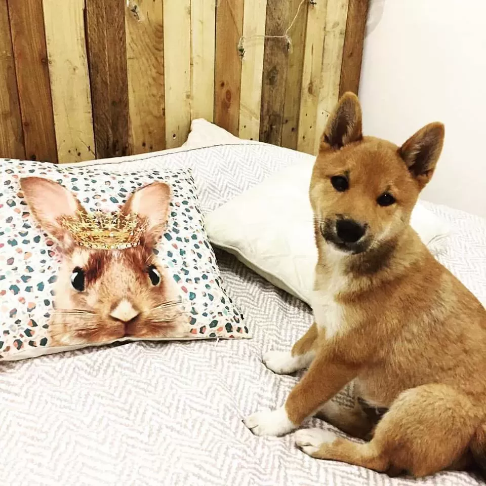 CS2m | クッションカバー