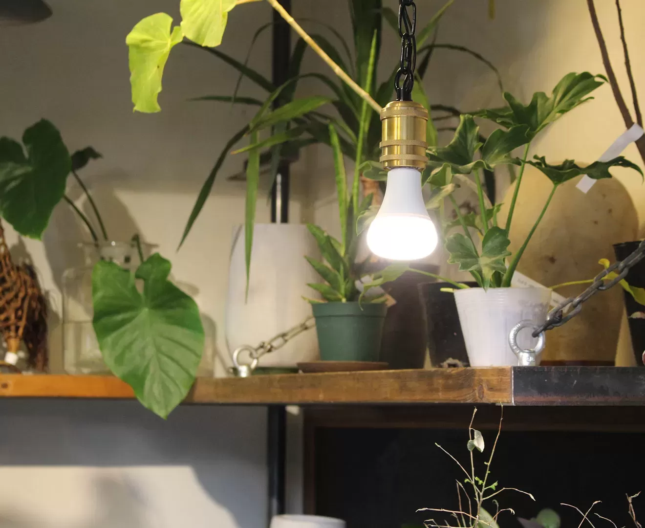 003381 PLANTS LIGHT40 COOL