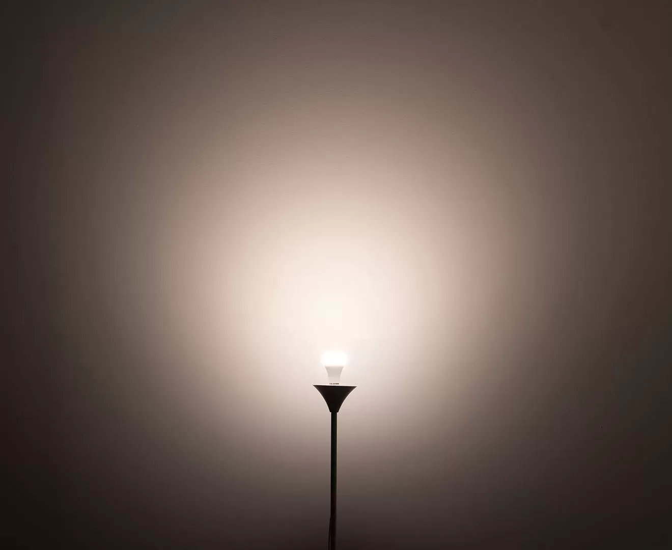 003381 PLANTS LIGHT40 COOL