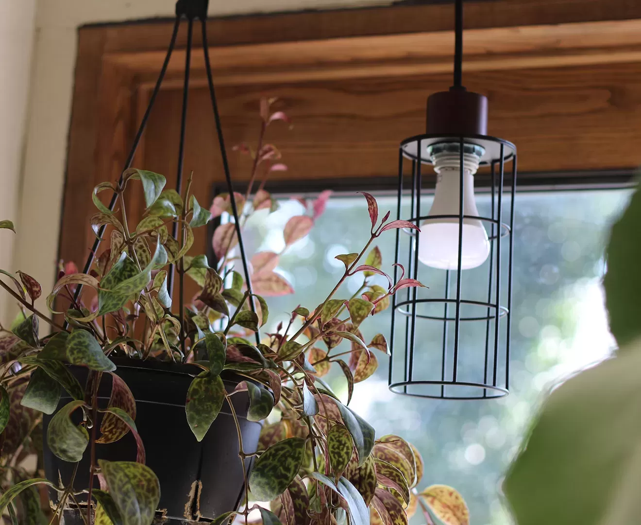 003380 PLANTS LIGHT 60W WARM