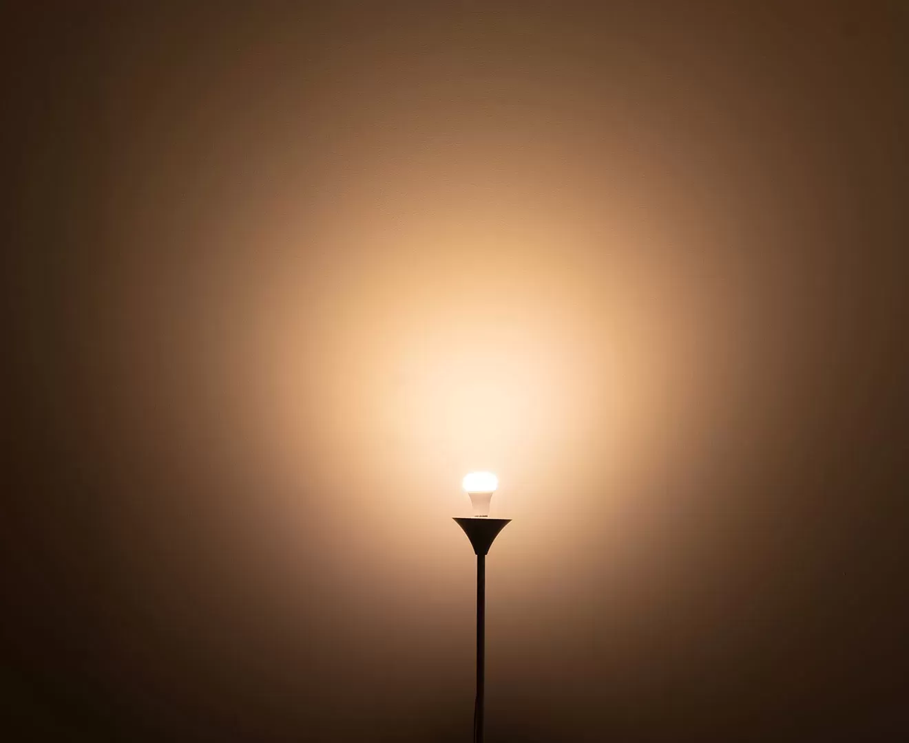 003379 PLANTS LIGHT 40 WARM