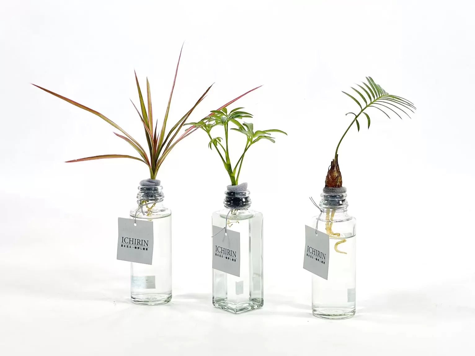 観葉ICHIRINベース