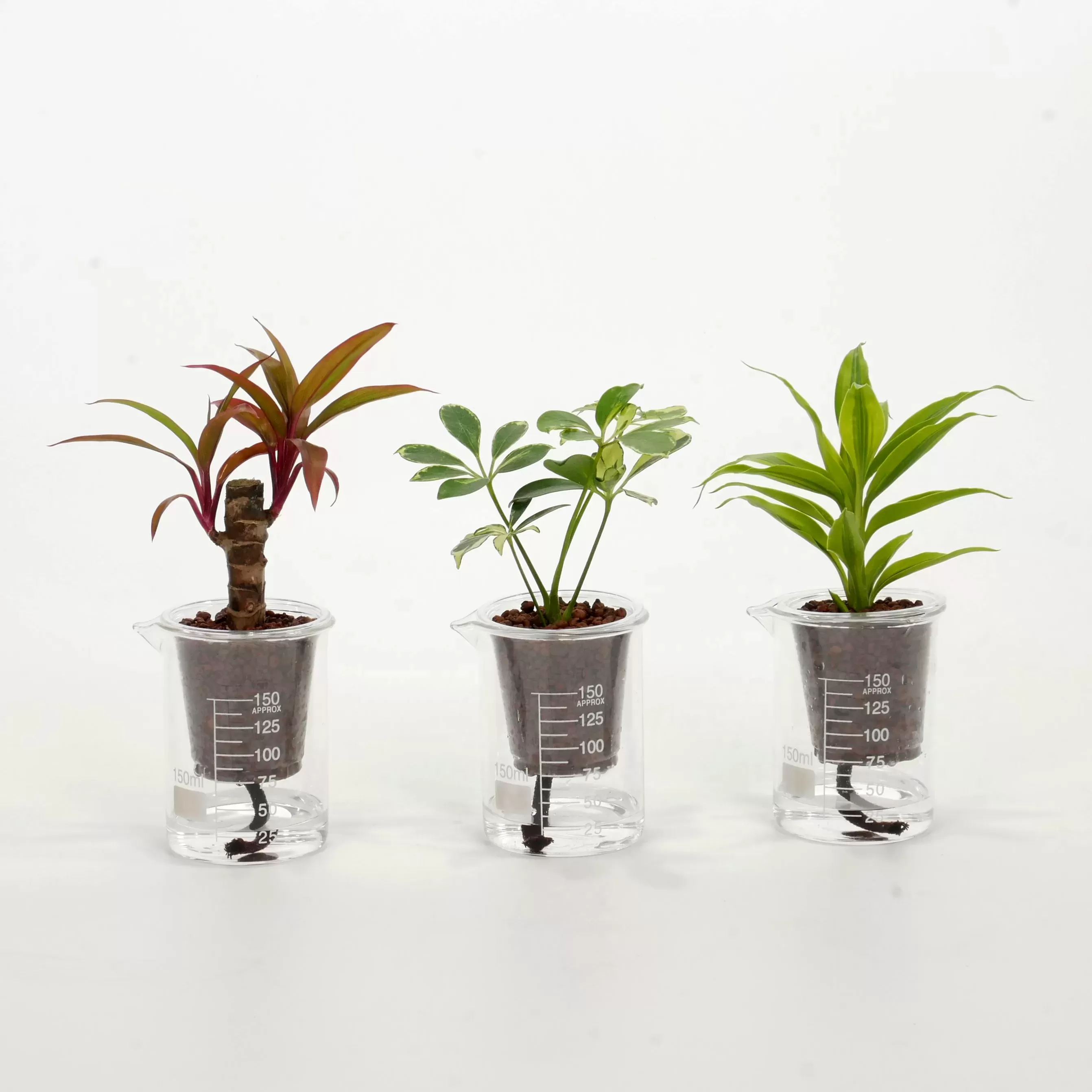 ウォータリウム　ビーカーM150ｍｌ（ボール）