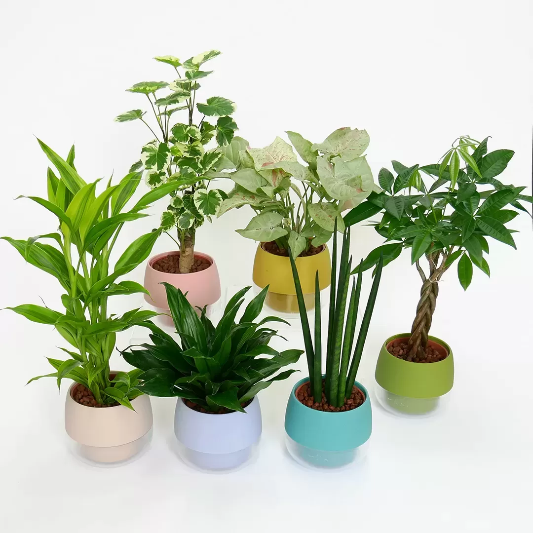 ハイミニビビスモーキー