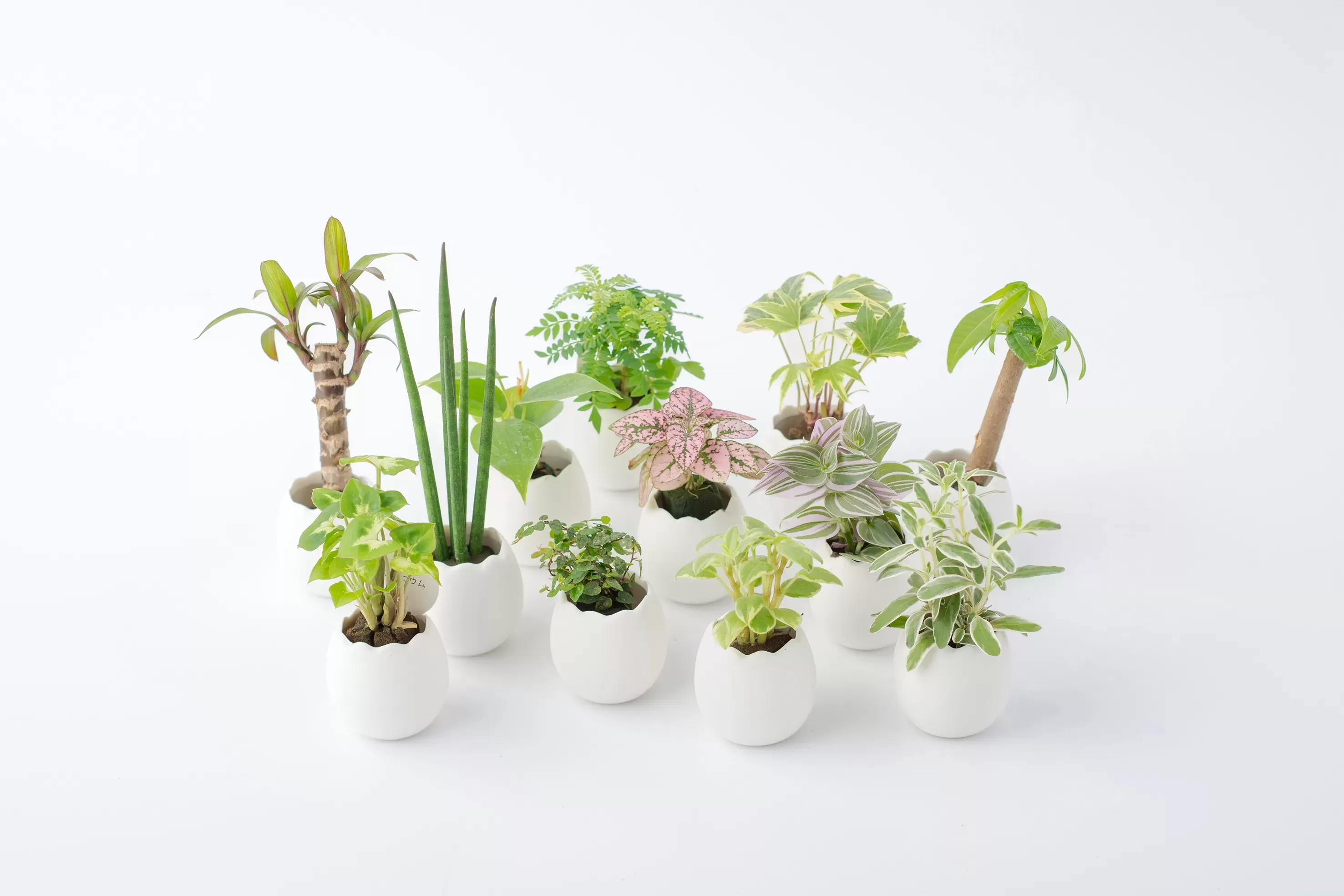 オアシスたまご