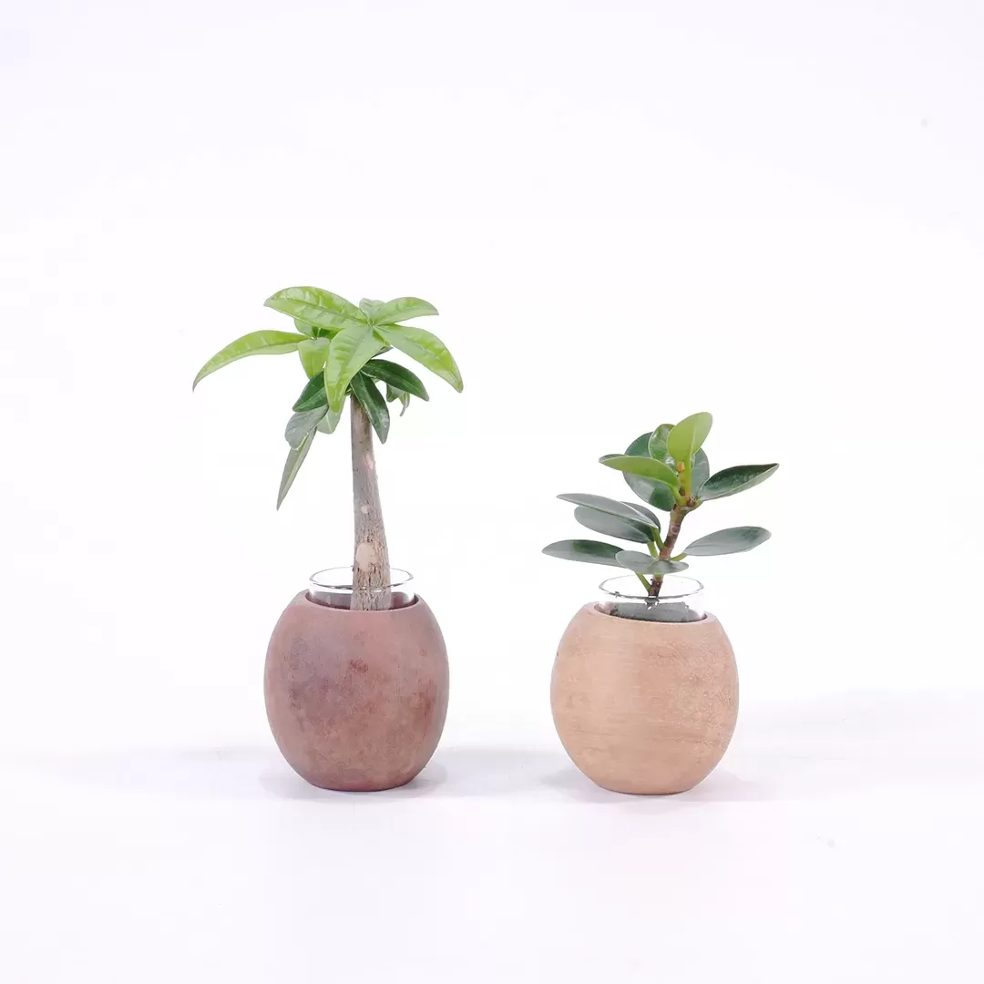 オアシスもくめ　まる