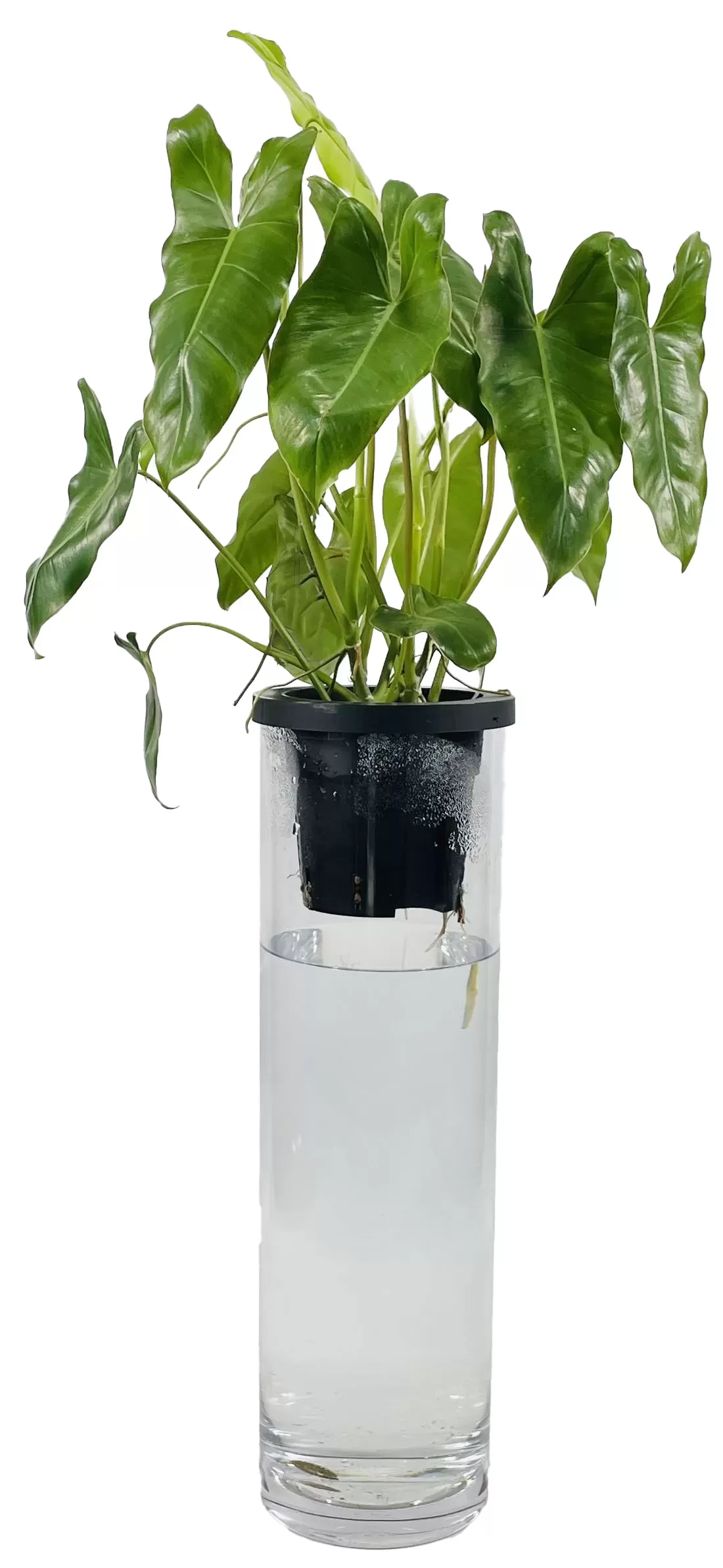 NEO PVシリンダー1550