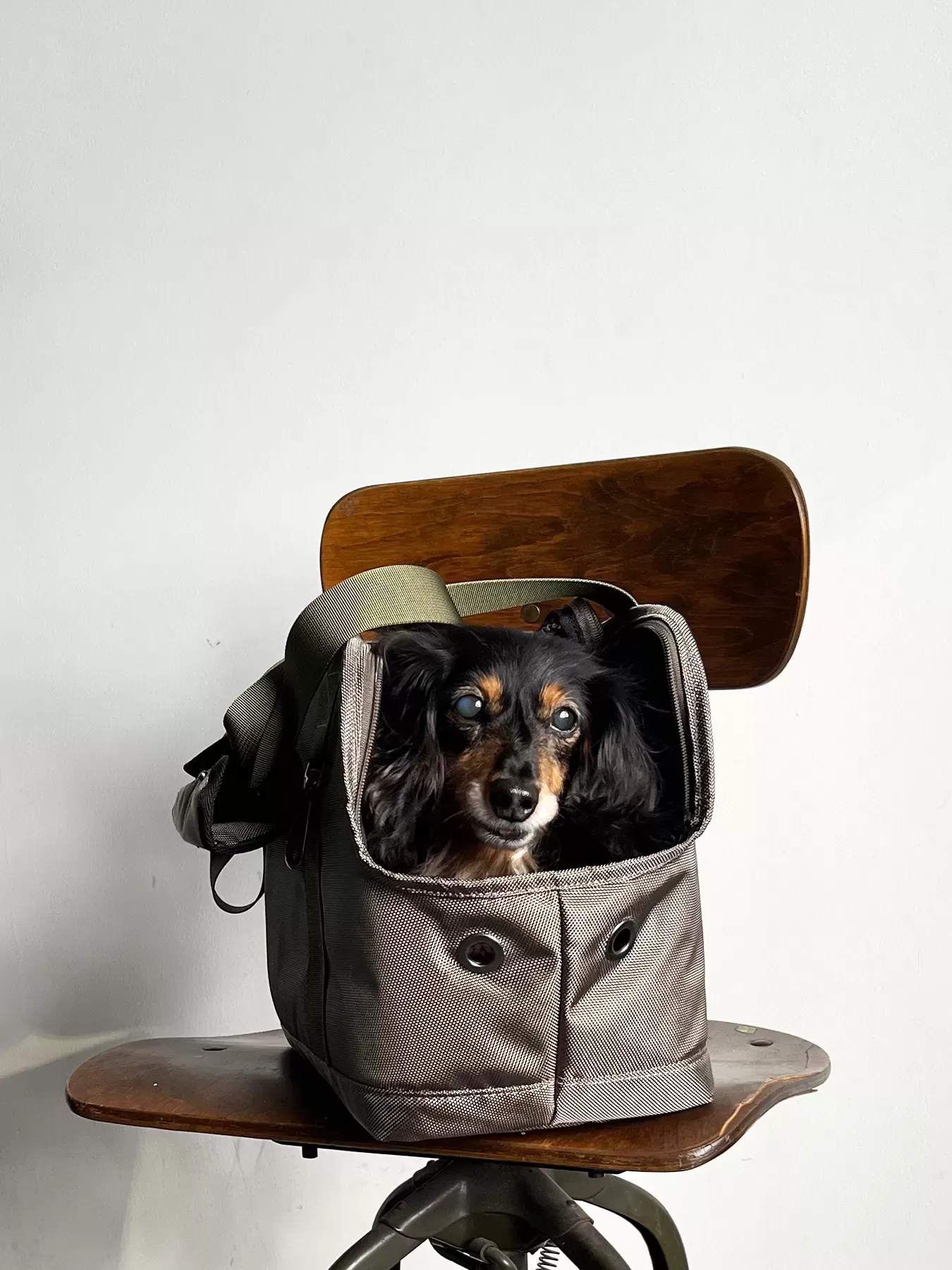 （P24001）pet carry tote　M