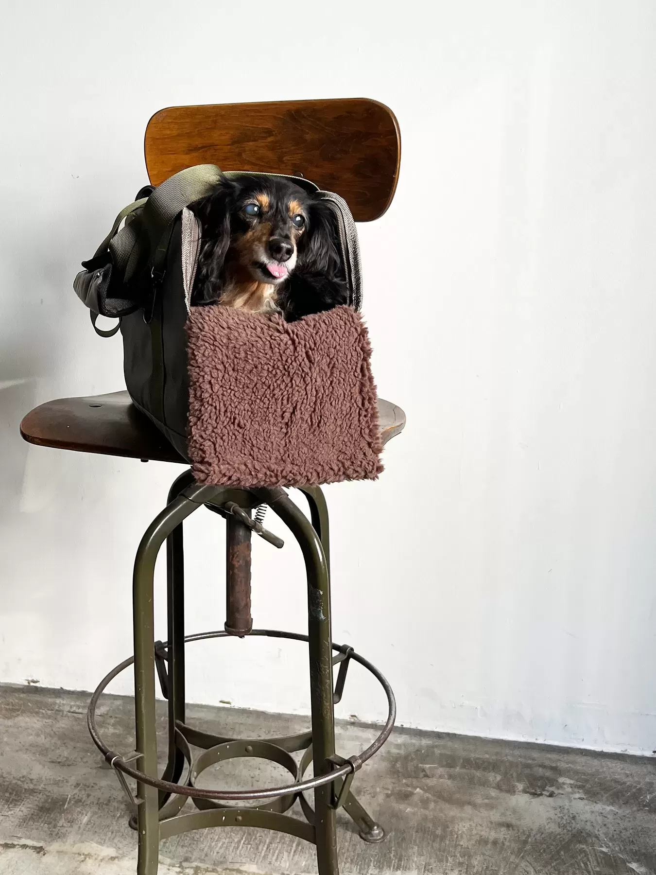 （P24001）pet carry tote　M