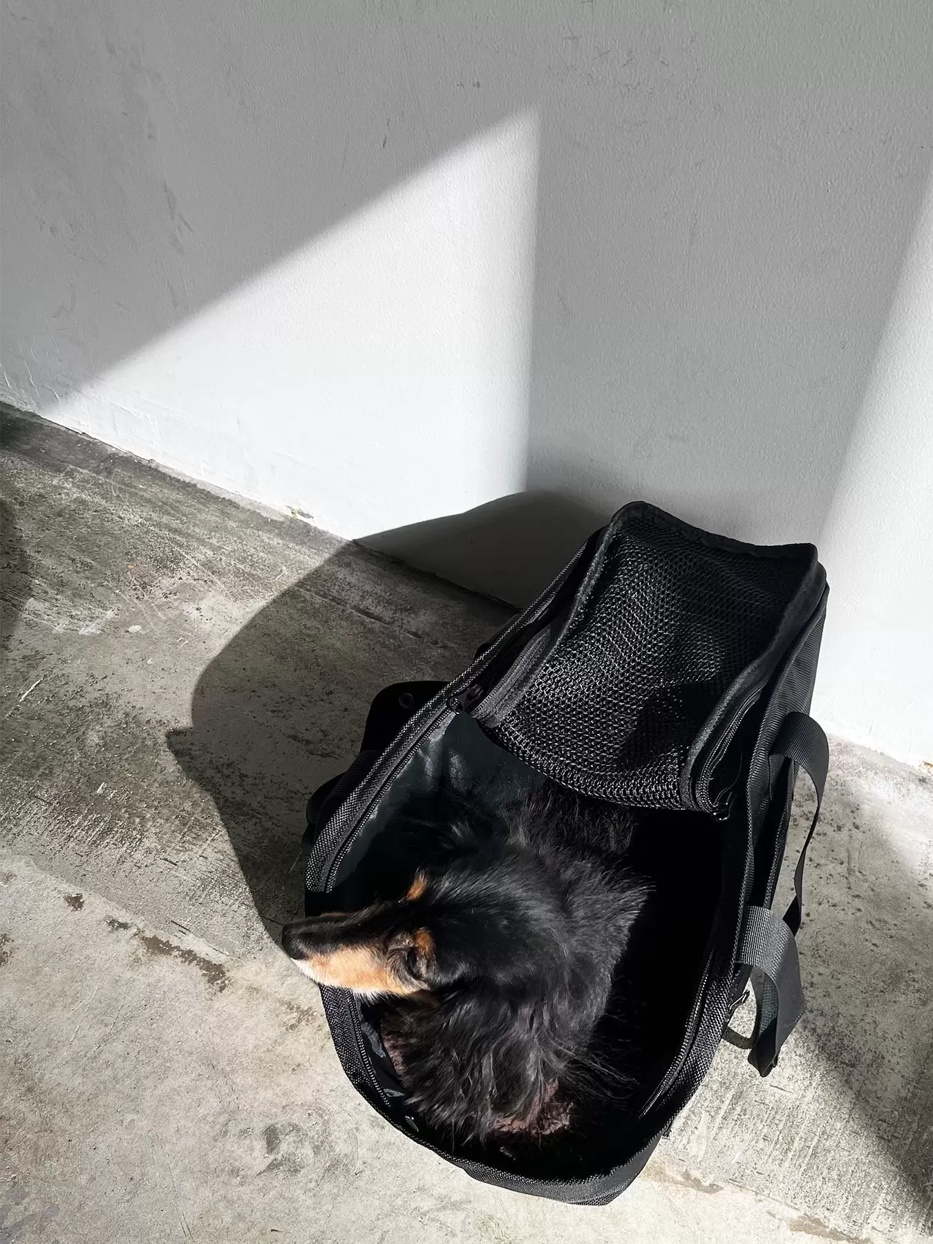 （P24001）pet carry tote　M