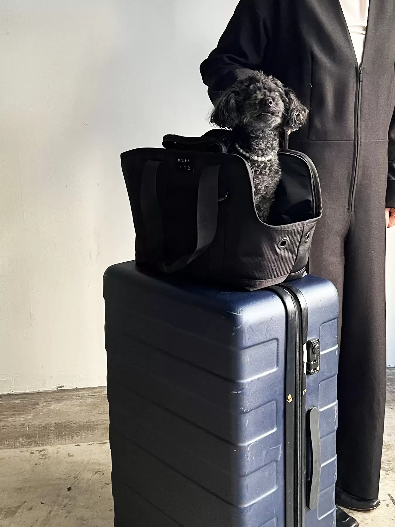 （P24003）pet carry tote　L