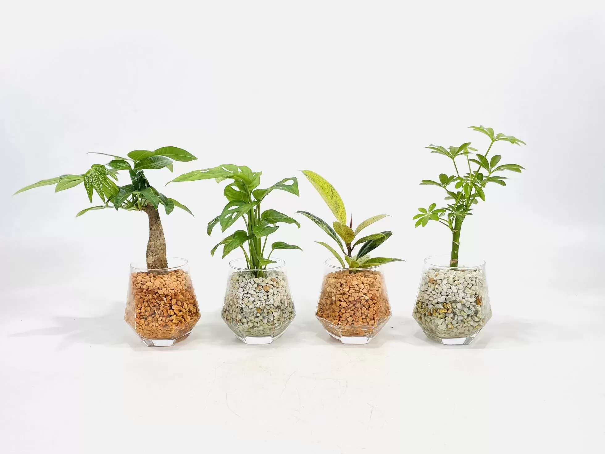 ヘキサグラス（ピュアライト）