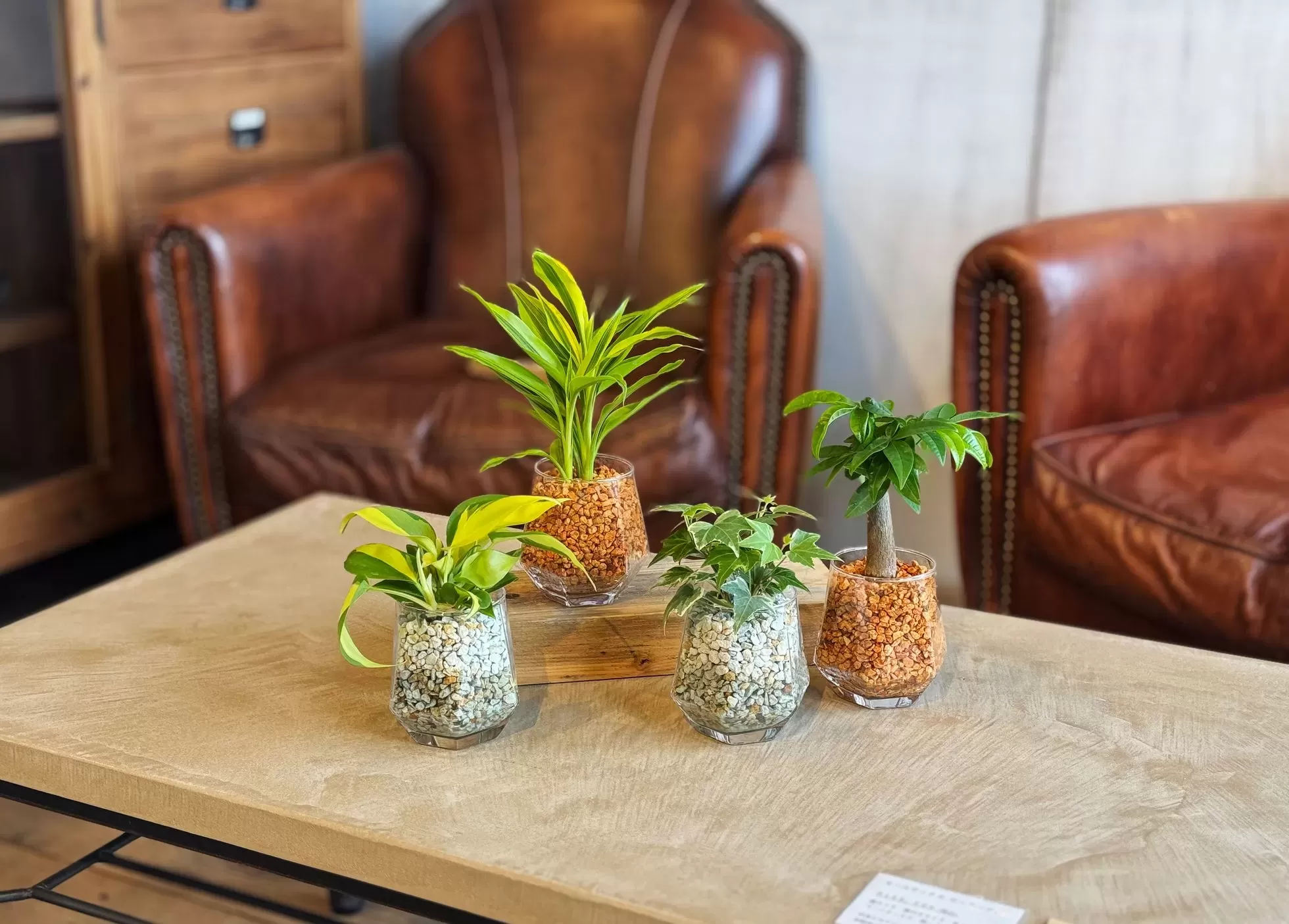 ヘキサグラス（ピュアライト）