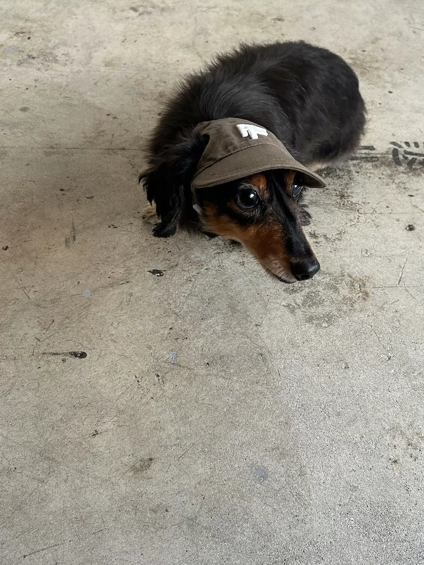 (P24007)PET CAP M