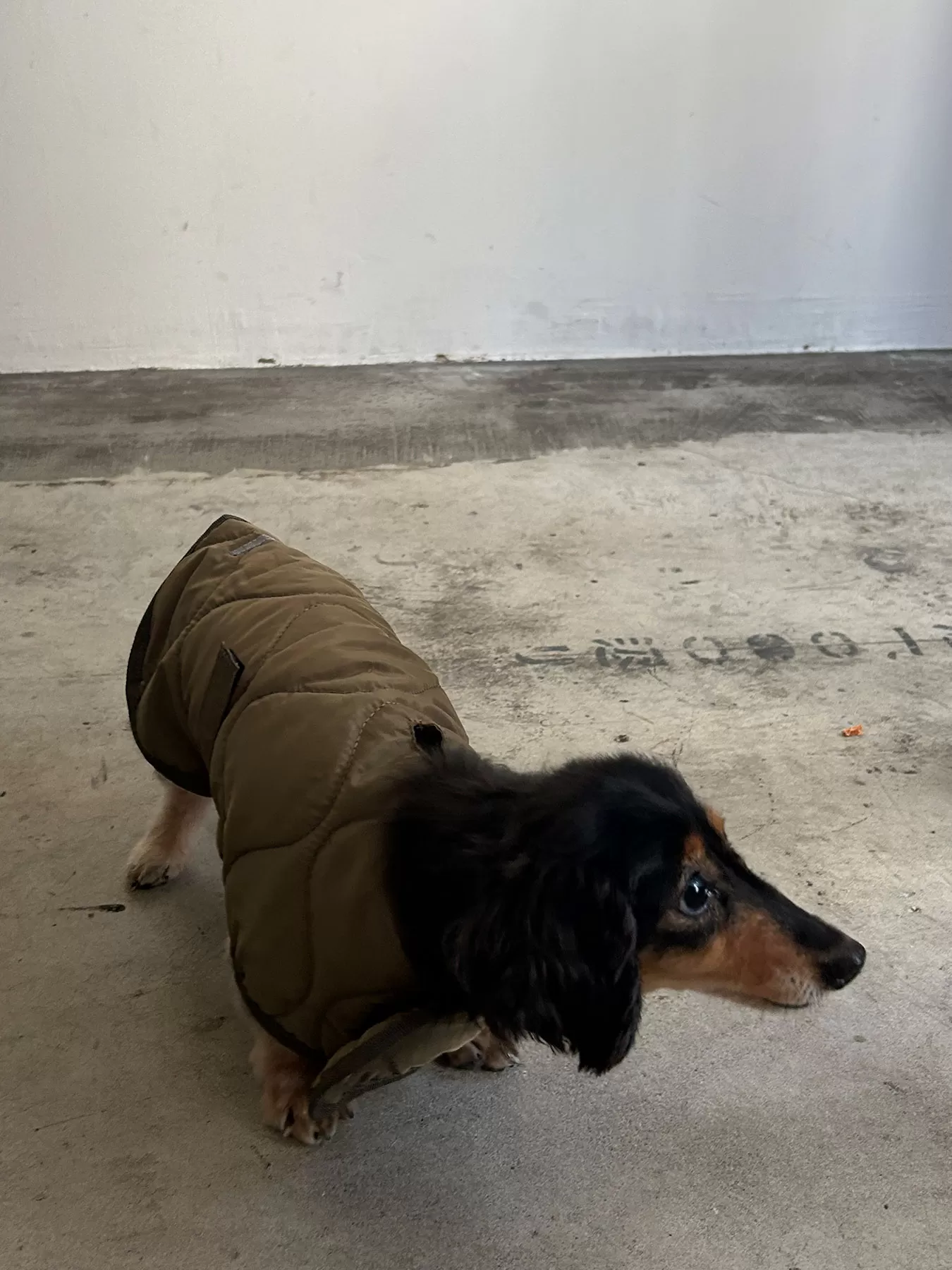 (P24008)PET QUILTING VEST