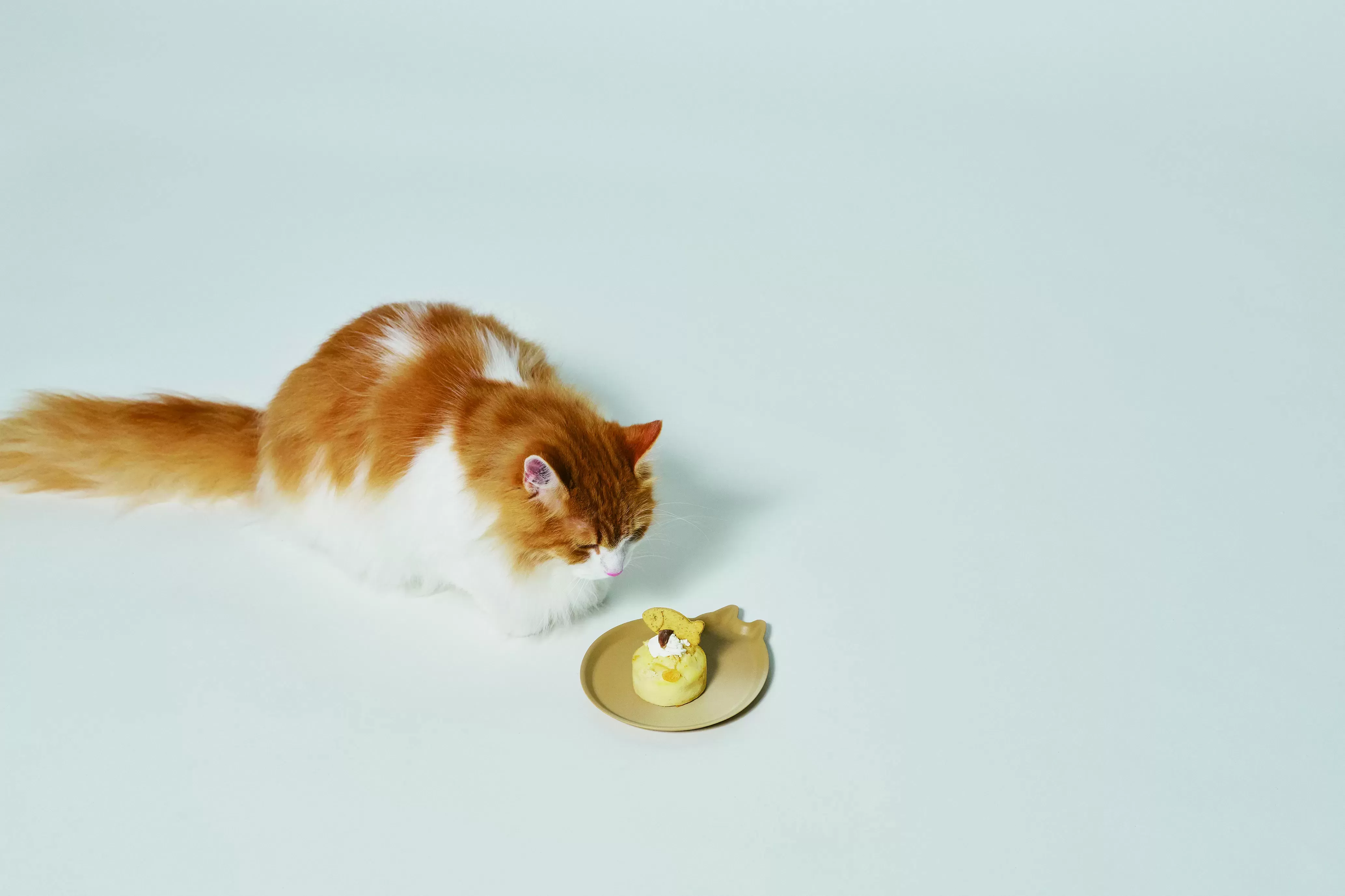 アミディッシュ　ギフトボックス　キャット　ニケグレー